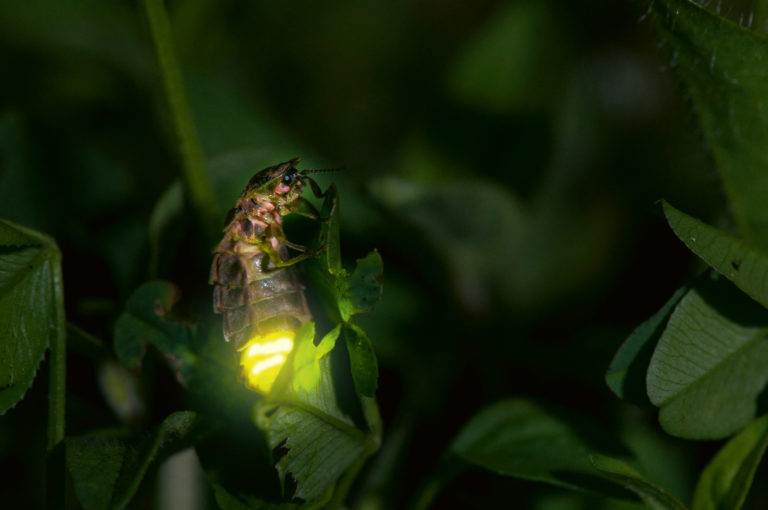 Foto: ProNatura – Lampyris noctiluca Biosphoto© / Stephane Vitzthum