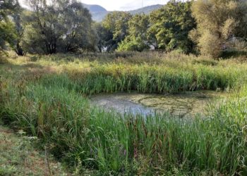 Valorizzazione dello stagno Cugnoli Curti