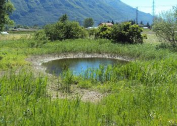 Rivitalizzazione del biotopo Gerre di Sotto