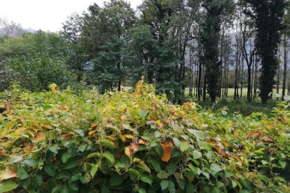 Ripristino naturalistica dell’area “ex nomadi” a Gudo