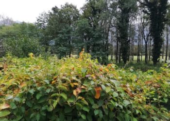 Lotta alle neofite nella riserva naturale di Santa Maria