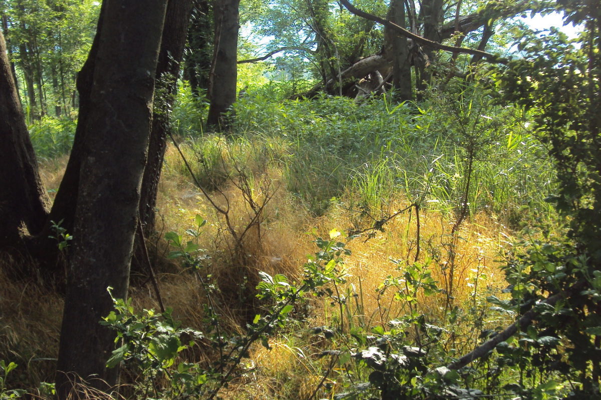 Ripristino naturalistica dell’area “ex nomadi” a Gudo