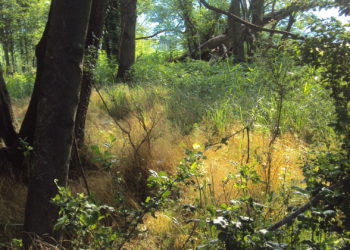 Valorizzazione della riserva naturale Vigna Lunga – Trebbione