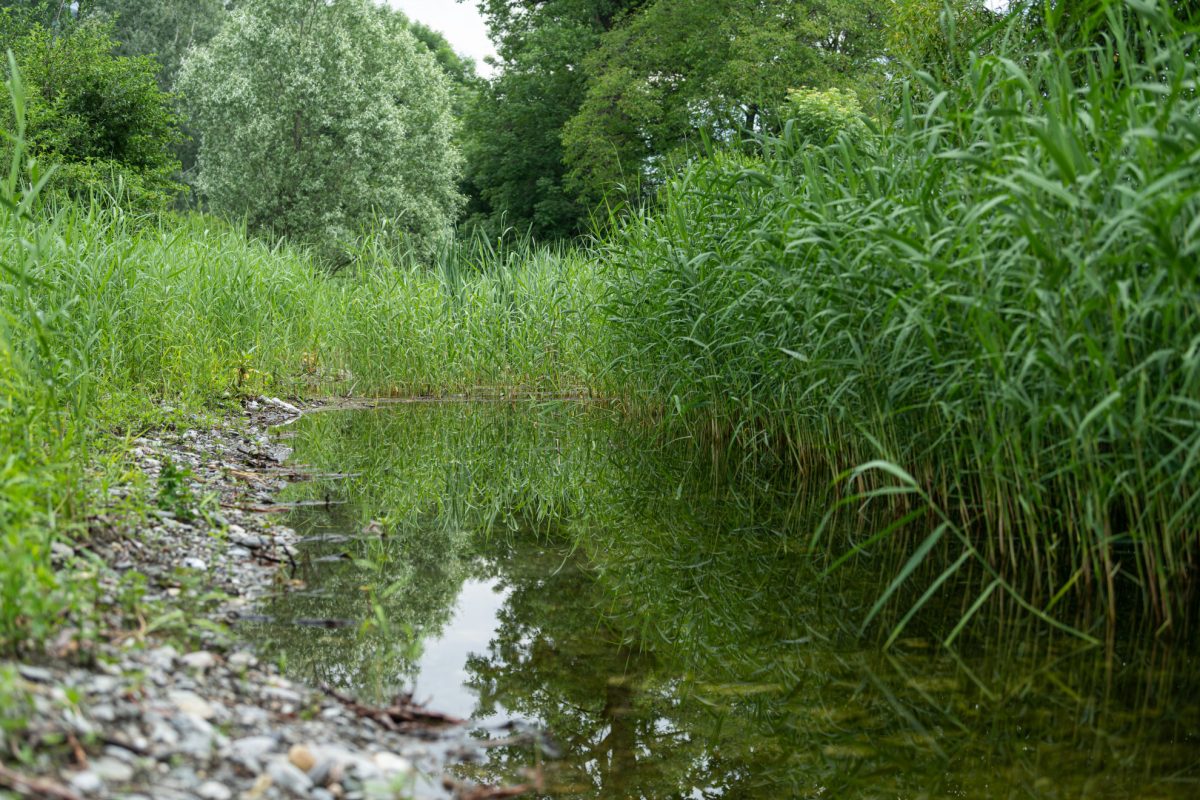 Palude Vigna Lunga Trebbione – importanza nazionale