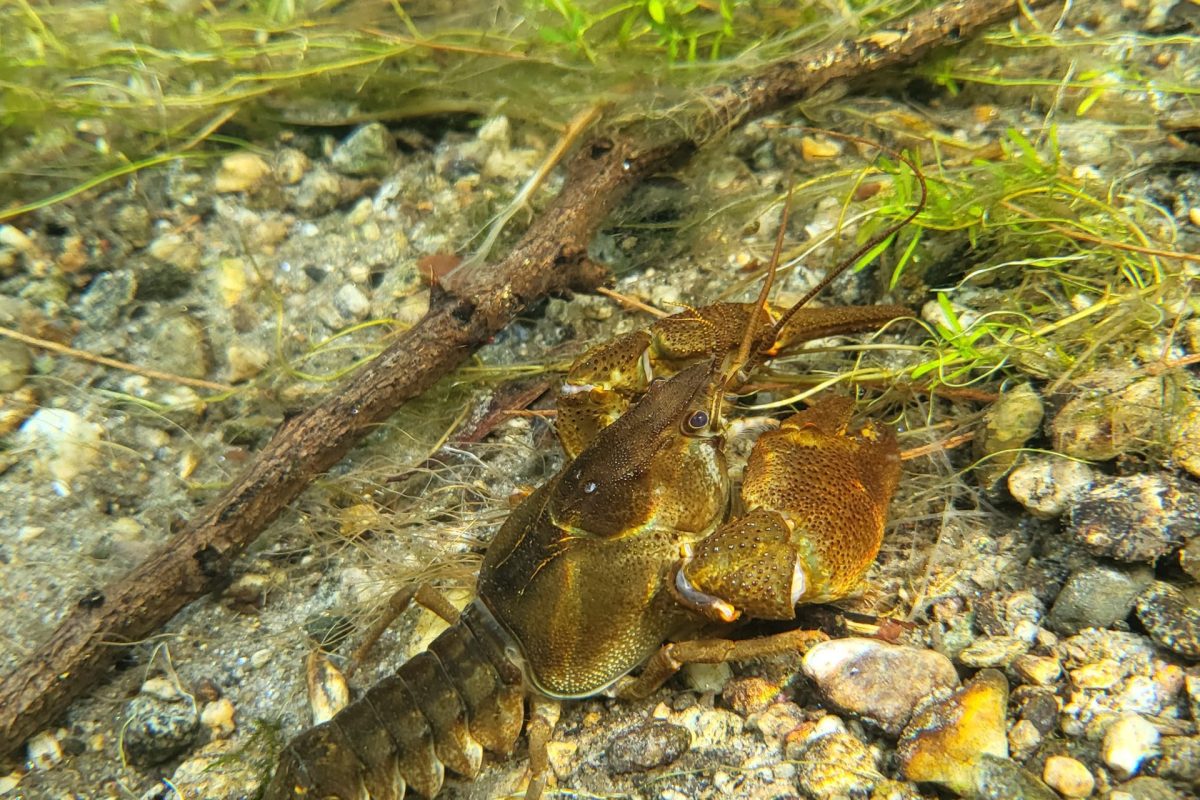 Artenvielfalt in den Kanälen des Piano Magadino und die Invasion amerikanischer Flusskrebse