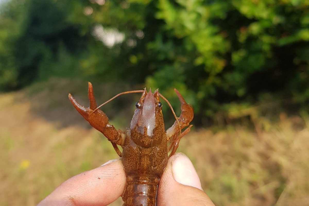 Artenvielfalt in den Kanälen des Piano Magadino und die Invasion amerikanischer Flusskrebse