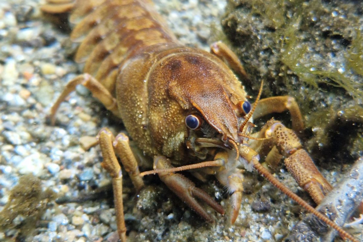 Biodiversità nei canali del Piano di Magadino e l’invasione dei gamberi americani