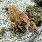 Biodiversità nei canali del Piano di Magadino e l’invasione dei gamberi americani