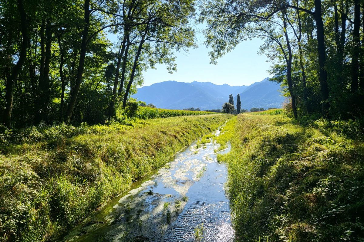 Biodiversità nei canali del Piano di Magadino e l’invasione dei gamberi americani