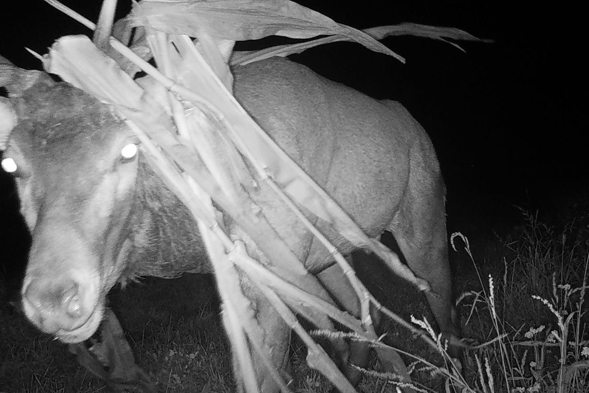 System zur Verhinderung von Schäden durch Huftiere