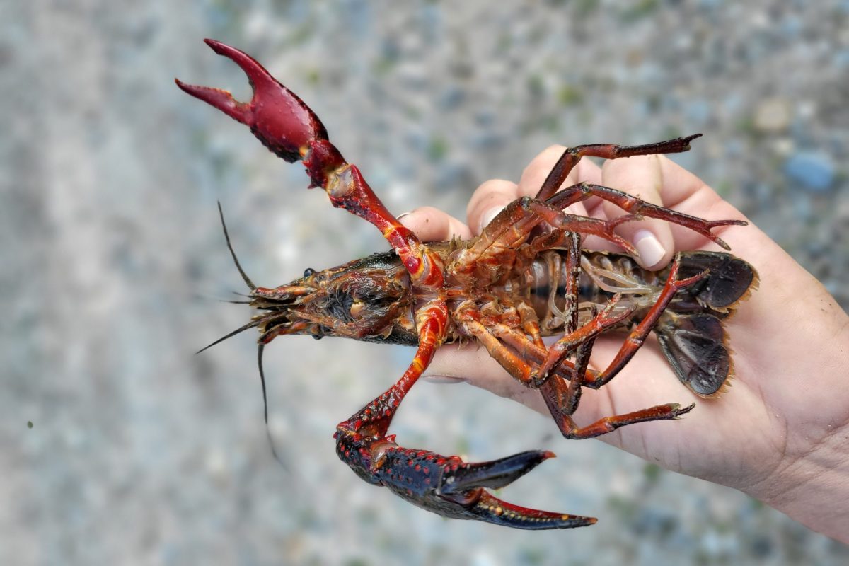 Artenvielfalt in den Kanälen des Piano Magadino und die Invasion amerikanischer Flusskrebse