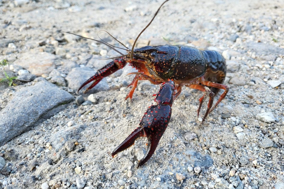 Artenvielfalt in den Kanälen des Piano Magadino und die Invasion amerikanischer Flusskrebse