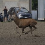 Sistema di prevenzione da danni ungulati