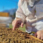 System zur Verhinderung von Schäden durch Huftiere