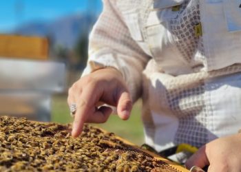 System zur Verhinderung von Schäden durch Huftiere