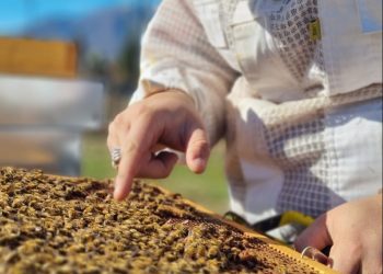 L’apiario didattico della Fondazione Orchidea