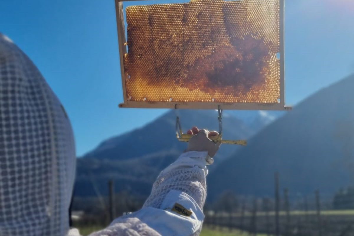 L’apiario didattico della Fondazione Orchidea